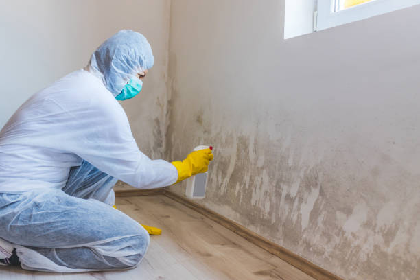 Licensed Commercial Mold Remediation service in Gainesville, TX - Car Mold Remediation